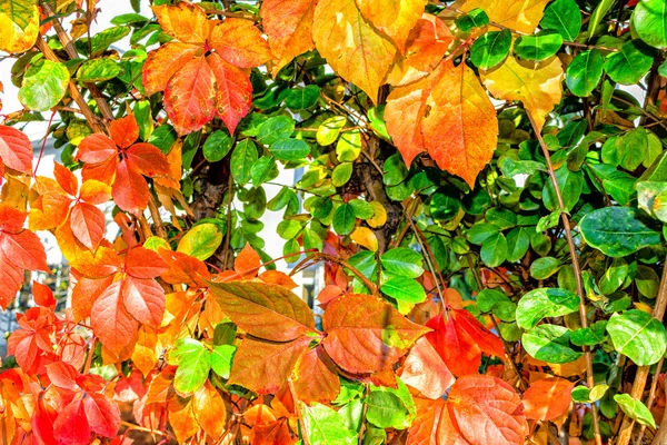 Herfst virginia klimplant — Stockfoto