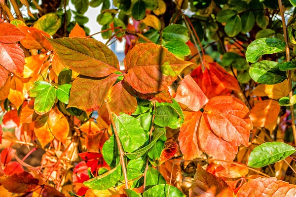 Jesień virginia creeper — Zdjęcie stockowe