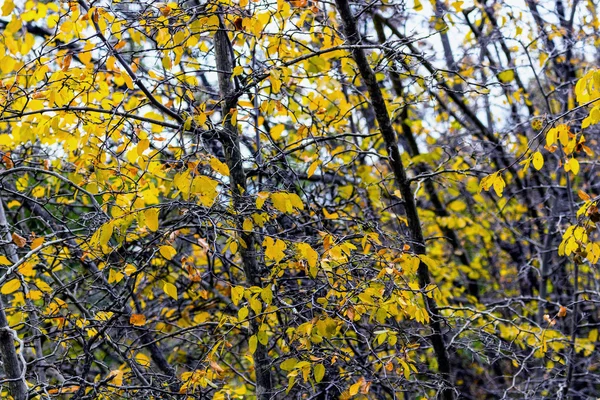 Cores de outono de Krizevac Mount — Fotografia de Stock