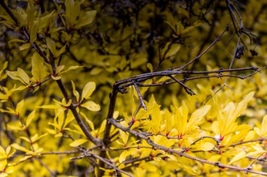 Krizevac Mount sonbahar renkleri