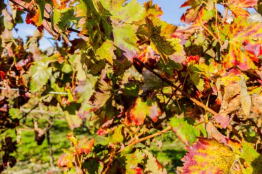 sonbahar Asma yaprakları