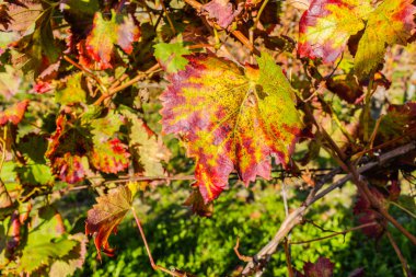 sonbahar Asma yaprakları