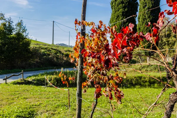 Autumn grapevine leaves — Stock Photo, Image