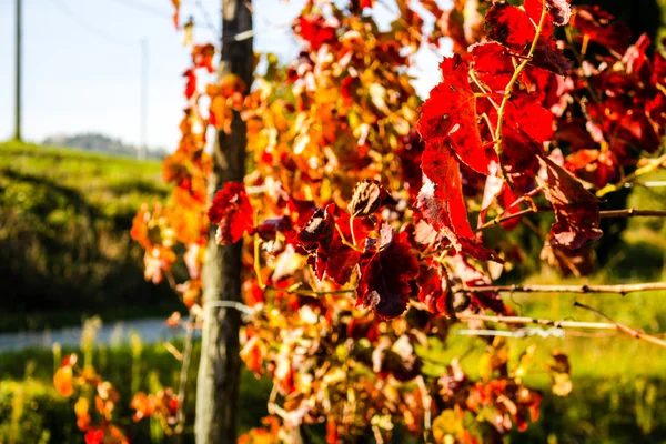 Feuilles de vigne d'automne — Photo