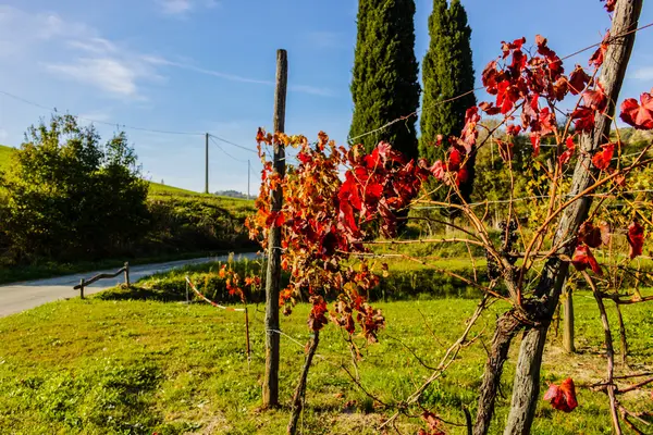 Autumn grapevine leaves — Stock Photo, Image