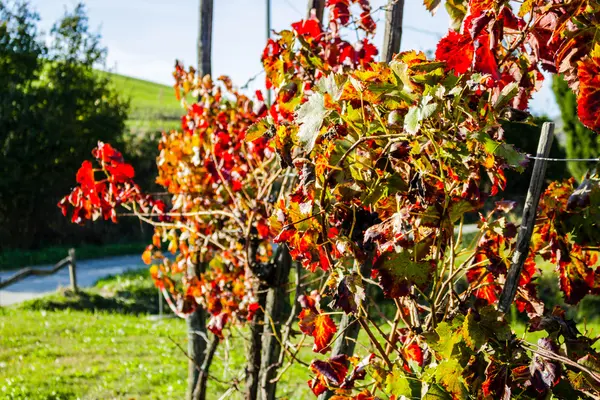 Hojas de vid de otoño — Foto de Stock