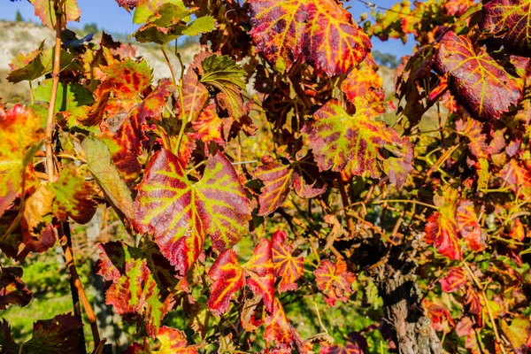Jesienią liście winorośli — Zdjęcie stockowe