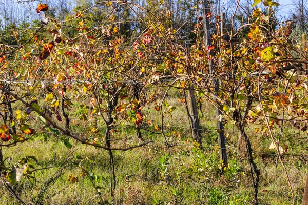 Foglie di vite autunnale — Foto Stock