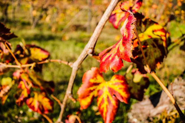 Grapevine höstlöv — Stockfoto