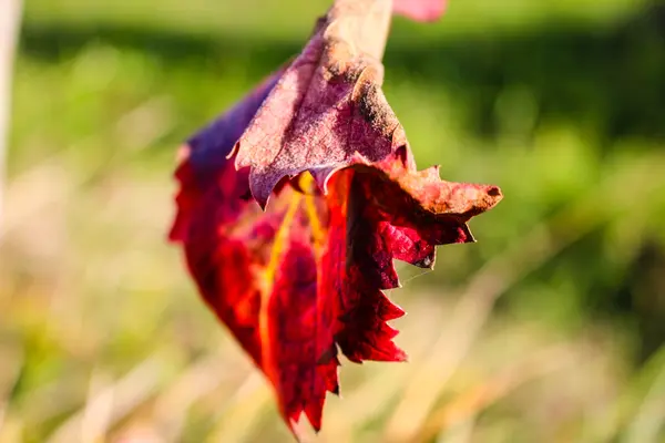 Feuilles de vigne d'automne — Photo