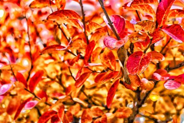 sonbahar kırmızı turuncu yaprak ağaç