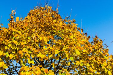 sonbahar sarı yapraklar ağaç