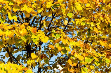 sonbahar sarı yapraklar ağaç