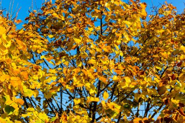 sonbahar sarı yapraklar ağaç