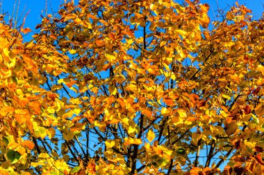 sonbahar sarı yapraklar ağaç