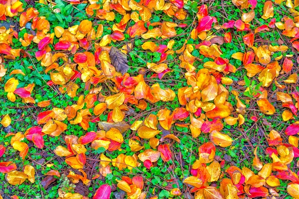 Syksyn lehdet ruoholla — kuvapankkivalokuva