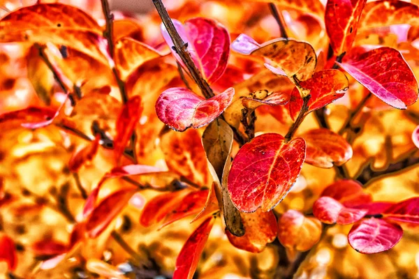 Autumn red orange leaves tree — Stock Photo, Image