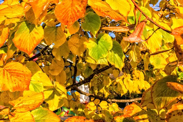 Automne feuilles jaunes arbre — Photo