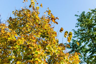 sonbahar sarı yapraklar ağaç