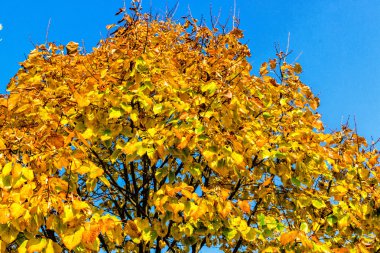 sonbahar sarı yapraklar ağaç