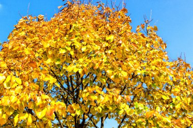 sonbahar sarı yapraklar ağaç