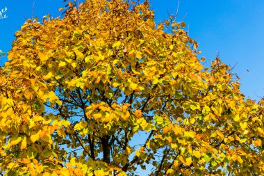 sonbahar sarı yapraklar ağaç