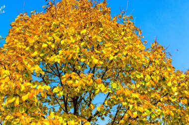 sonbahar sarı yapraklar ağaç