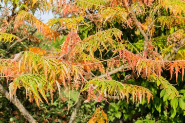 sonbahar yaprakları