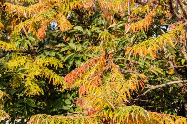 sonbahar yaprakları
