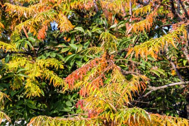 sonbahar yaprakları
