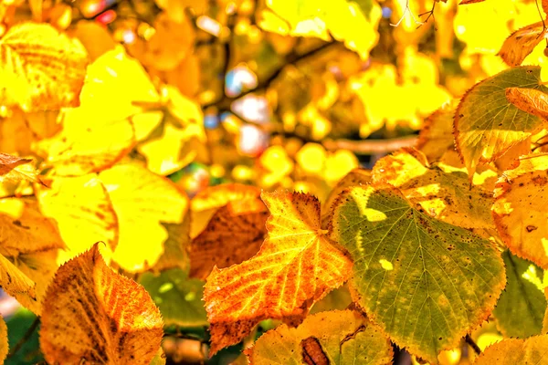 Őszi levelek sárga fa — Stock Fotó