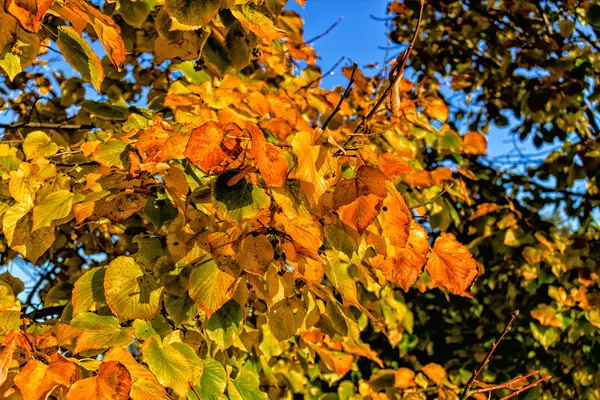 Outono folhas amarelas árvore — Fotografia de Stock