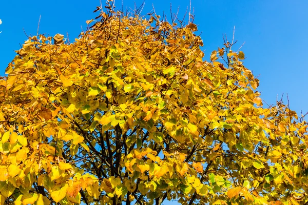 sonbahar sarı yapraklar ağaç