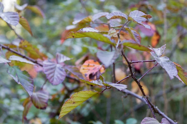 Feuilles automnales — Photo