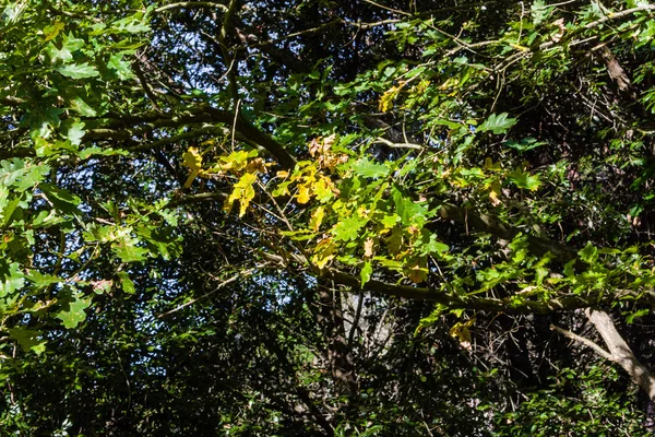 Foglie d'autunno — Foto Stock