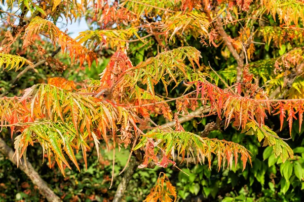 Autumnal Leaves — Stock Photo, Image