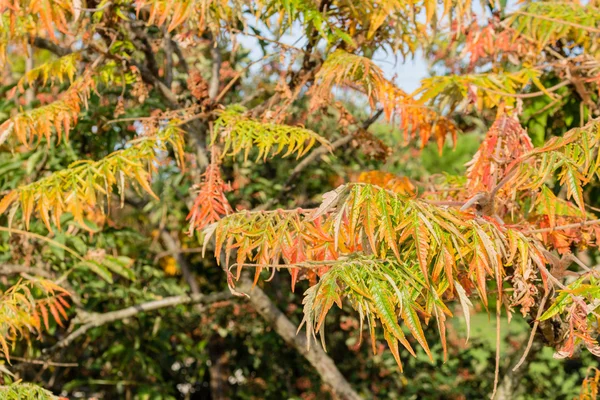 sonbahar yaprakları