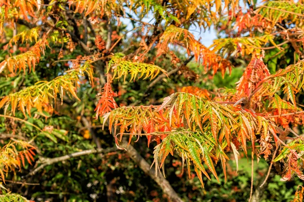 Herbstblätter — Stockfoto