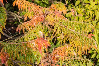 sonbahar yaprakları