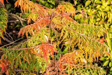 sonbahar yaprakları