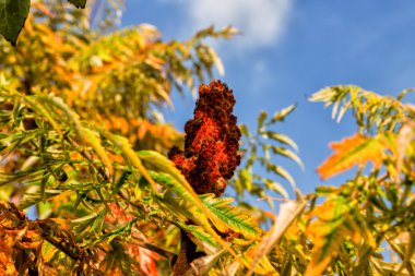 sonbahar yaprakları