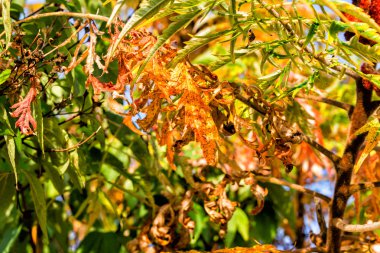 sonbahar yaprakları