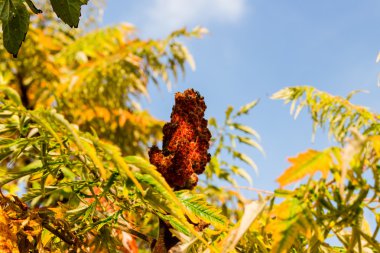 sonbahar yaprakları