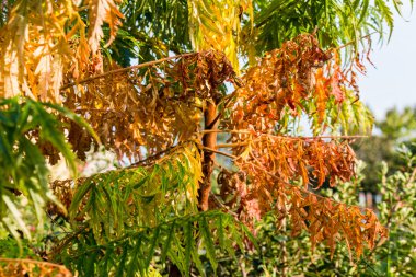 sonbahar yaprakları