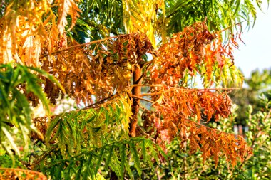 sonbahar yaprakları