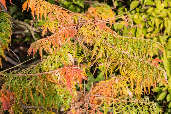 sonbahar yaprakları