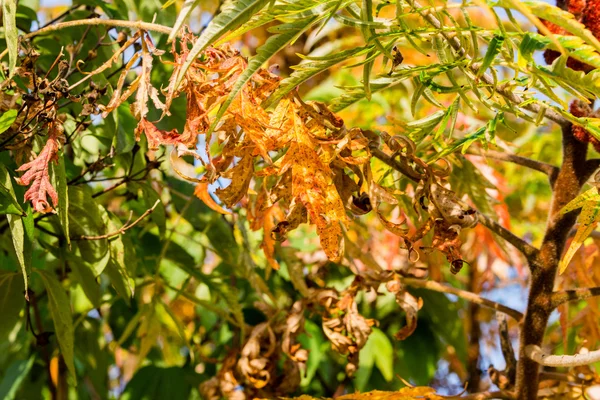 Foglie d'autunno — Foto Stock