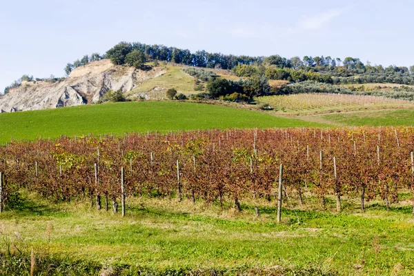 Viñedos otoñales en tierras baldías — Foto de Stock