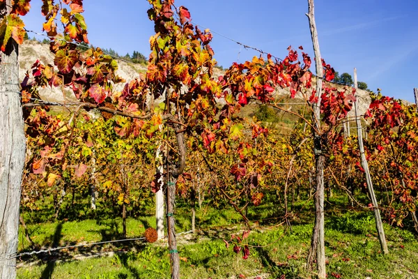 Autumnal Vineyards on badlands — Stock Photo, Image