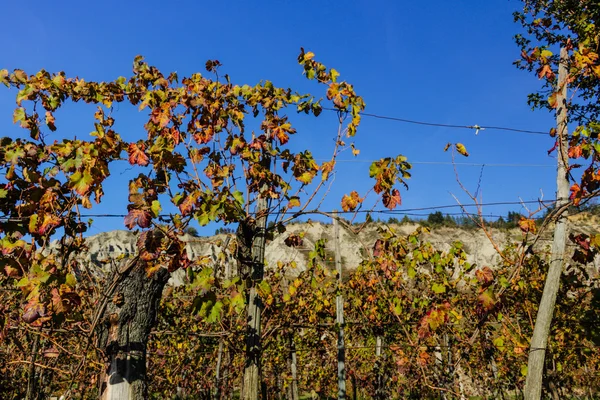 Viñedos otoñales en tierras baldías — Foto de Stock